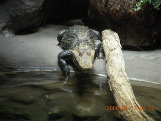 Philadelphia Zoo - alligator