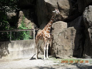 Philadelphia Zoo - giraffe