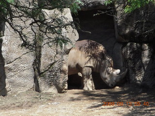 Philadelphia Zoo - rhinocerus