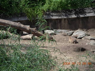 Philadelphia Zoo - prairie dog
