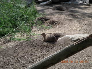 Philadelphia Zoo - animal tail