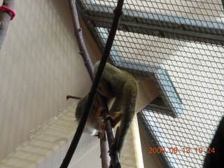 Philadelphia Zoo - polar bear