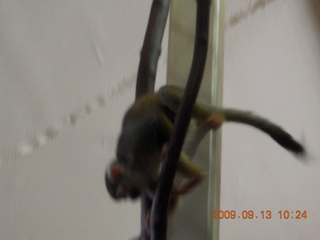 Philadelphia Zoo - prairie dog