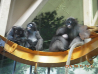 Philadelphia Zoo - monkeys