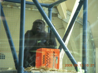 Philadelphia Zoo - ape
