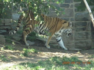 Philadelphia Zoo - ape
