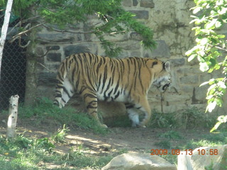 Philadelphia Zoo - tiger