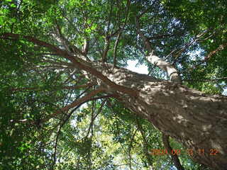 Philadelphia Zoo - tiger