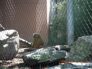 Philadelphia Zoo - monkey