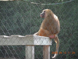 Philadelphia Zoo - Gaby and ice cream cone