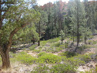 125 702. Bryce Canyon amphitheater hike