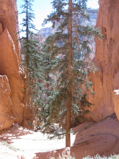 137 702. Bryce Canyon amphitheater hike