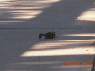 217 702. Bryce Canyon - chipmunk