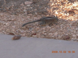218 702. Bryce Canyon - chipmunk