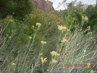 88 704. Escalante - Calf Creek trail