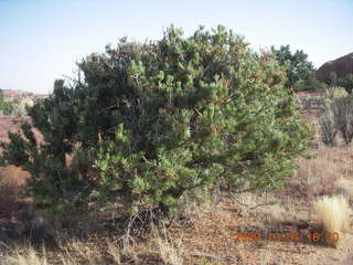 326 704. Escalante to Kodachrome - Panorama trail - bush