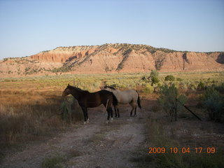 332 704. drive from Kodachrome - horses
