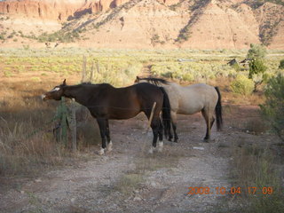 333 704. drive from Kodachrome - horses