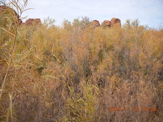 29 71a. Lathrop trail hike - trees near Colorado River