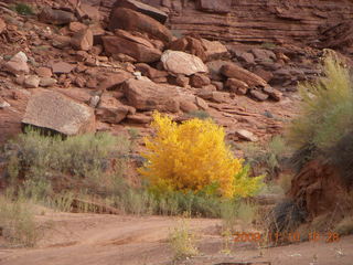 32 71a. Lathrop trail hike - trees near Colorado River