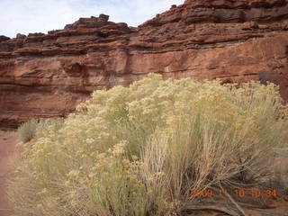 36 71a. Lathrop trail hike - trees near Colorado River