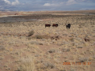 196 71d. road from Little Wild Horse Pass - cows