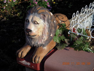 house lion in Philadelphia