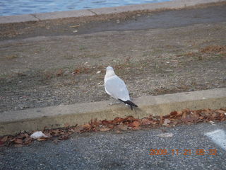 Philadelphia - Delaware River run - bird