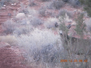 40 72r. Zion National Park - Watchman hike - mule deer
