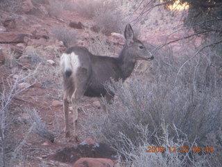 48 72r. Zion National Park - Watchman hike - mule deer