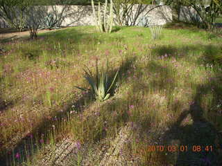 Scottsdale flowers after all that rain