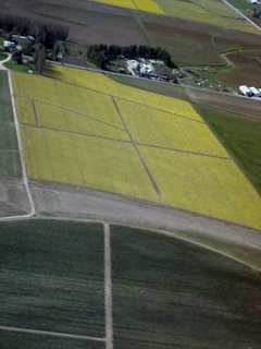 Charlie's pictures - Arlington flight - to Skagit (BVS) - daffodils instead of tulips