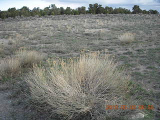 40 772. Sage Brush, Peter's Point