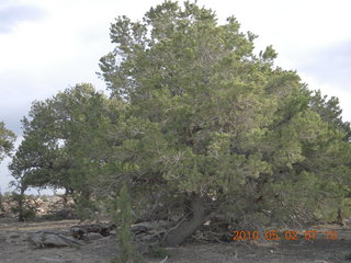 47 772. Sage Brush, Peter's Point run