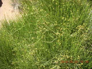 252 773. Negro Bill hike