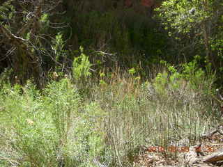 259 773. Negro Bill hike