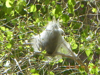 260 773. Negro Bill hike - tent caterpillers?