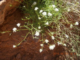 267 773. Negro Bill hike - flowers