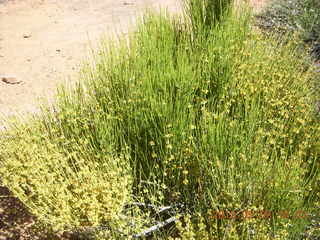 270 773. Negro Bill hike