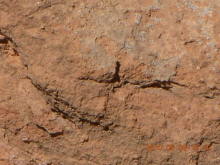 277 773. Negro Bill hike - lichens