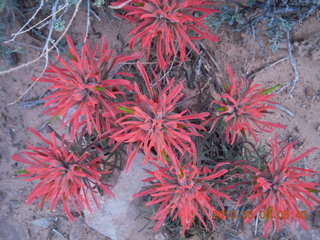 17 774. Canyonlands Lathrop Trail hike - flowers
