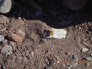 41 774. Canyonlands Lathrop Trail hike - butterfly