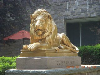 Princeton reunions - lion