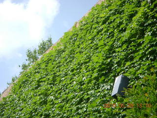 Princeton reunions - ivy