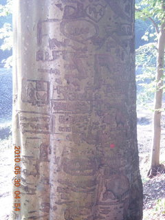 Elkins Park / Cheltenham run - 'petroglyphs' on tree
