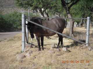 Superior Airport (E81) run - horse