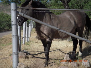 Superior Airport (E81) run - horse