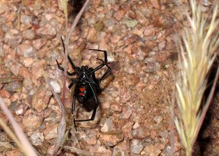 Sean and Kristina camping - spider