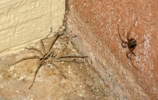 Sean and Kristina camping - spider