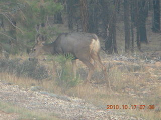 5 7ch. Bryce Canyon - mule deer